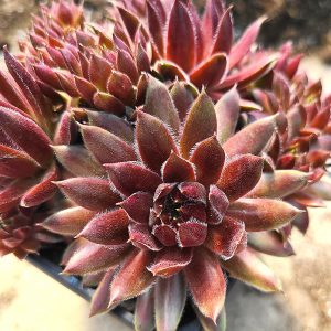 Sempervivum 'Havendijker Abendrot'