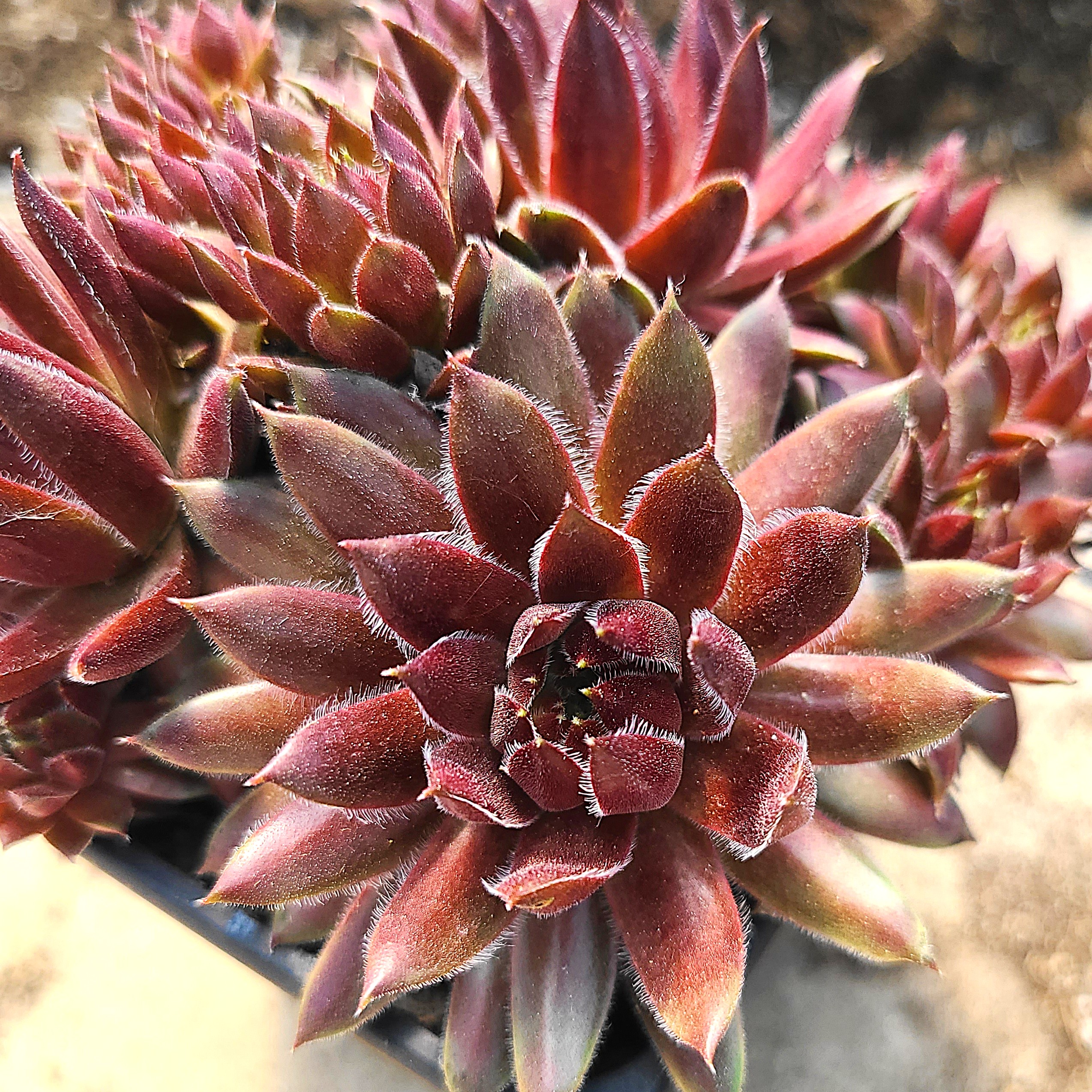 Sempervivum 'Havendijker Abendrot'