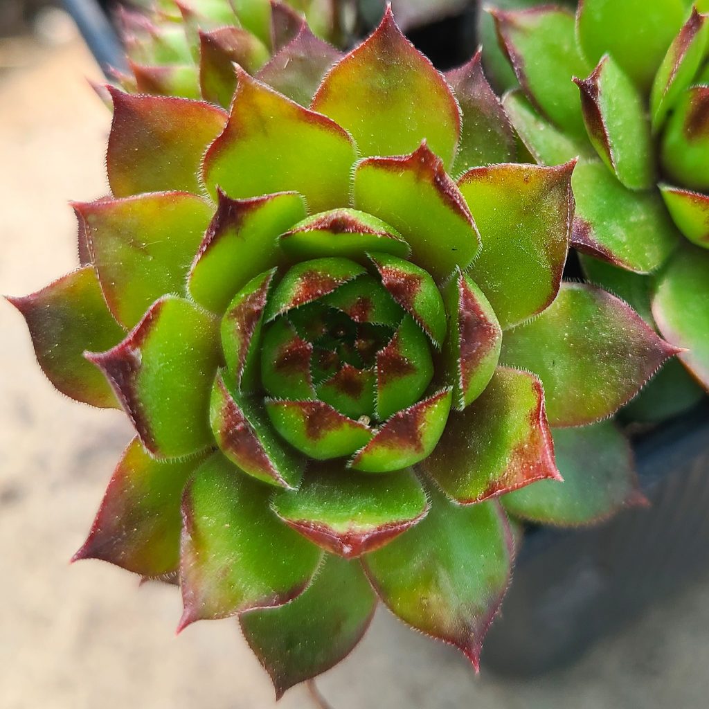 Sempervivum 'Havendijks Millenium'