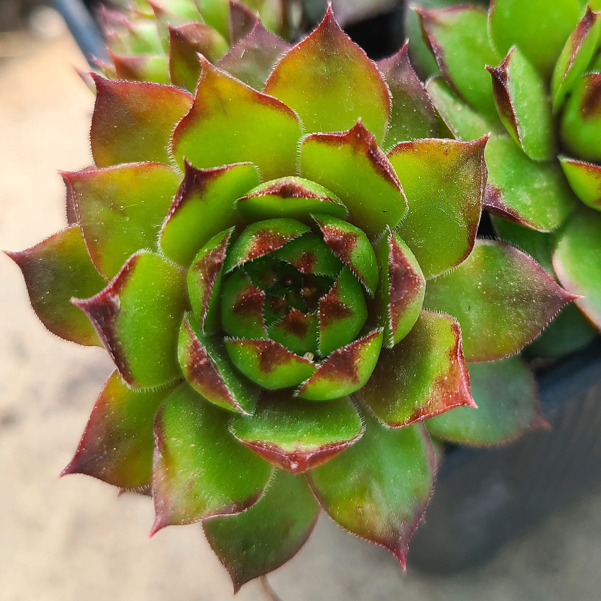 Sempervivum 'Havendijks Millenium'