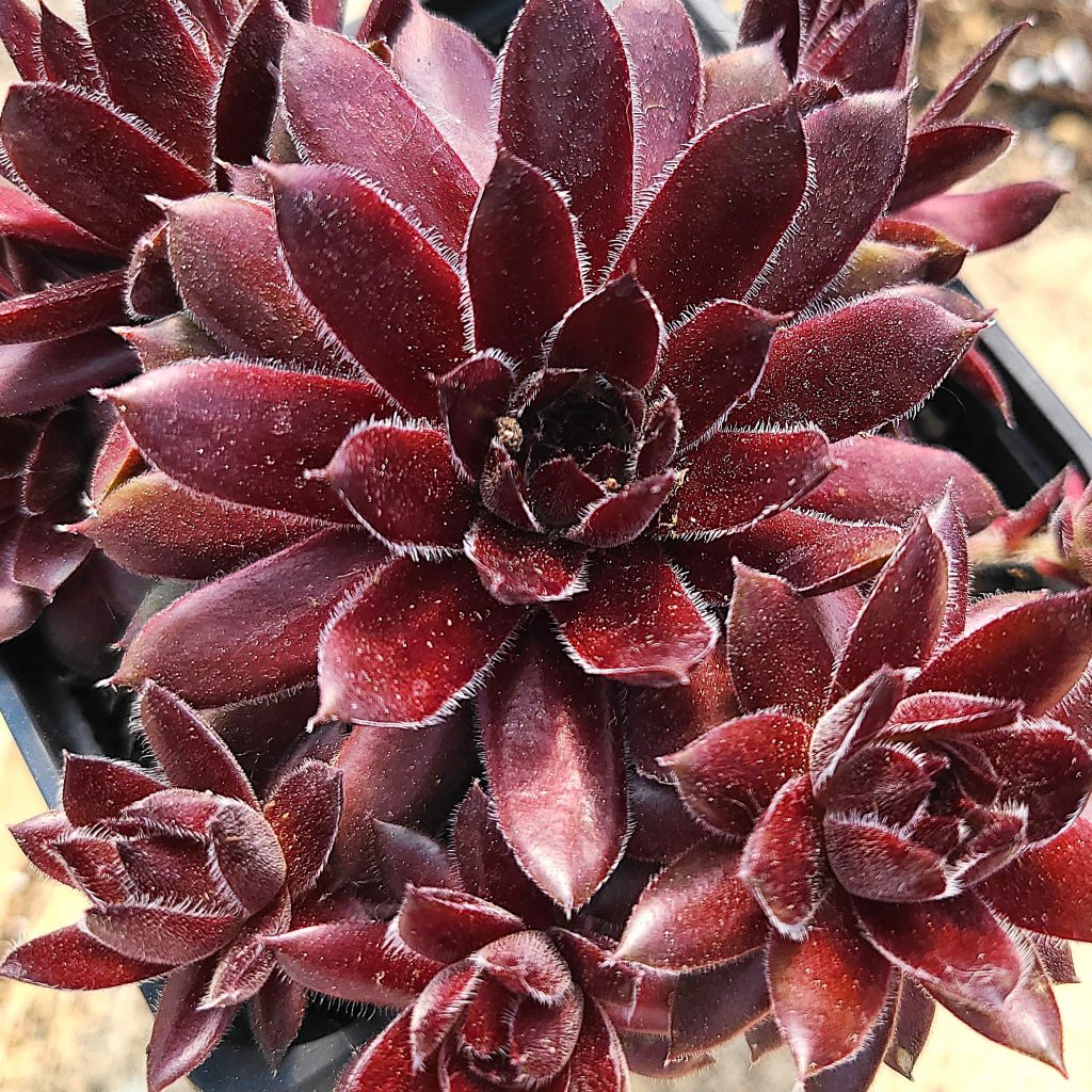 Sempervivum 'Havendijks Red'