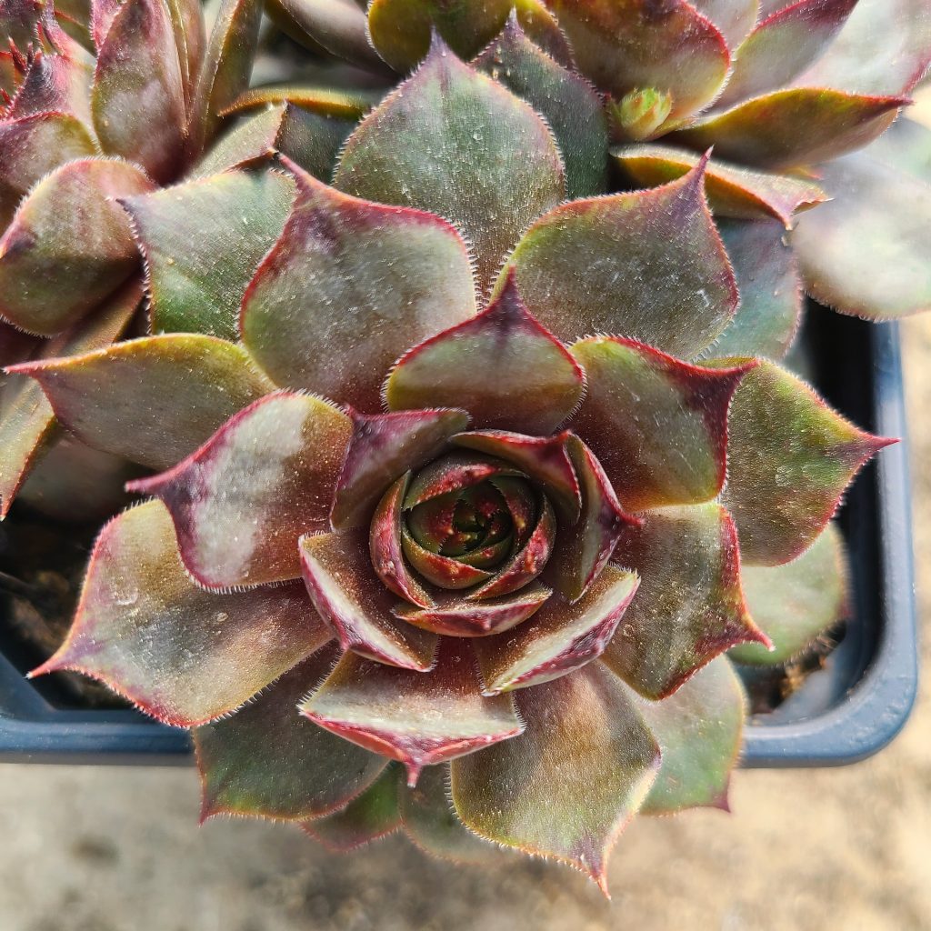Sempervivum 'Hortulanus Smith'