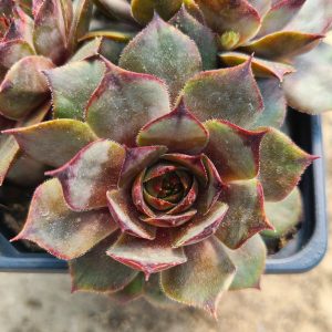 Sempervivum 'Hortulanus Smith'