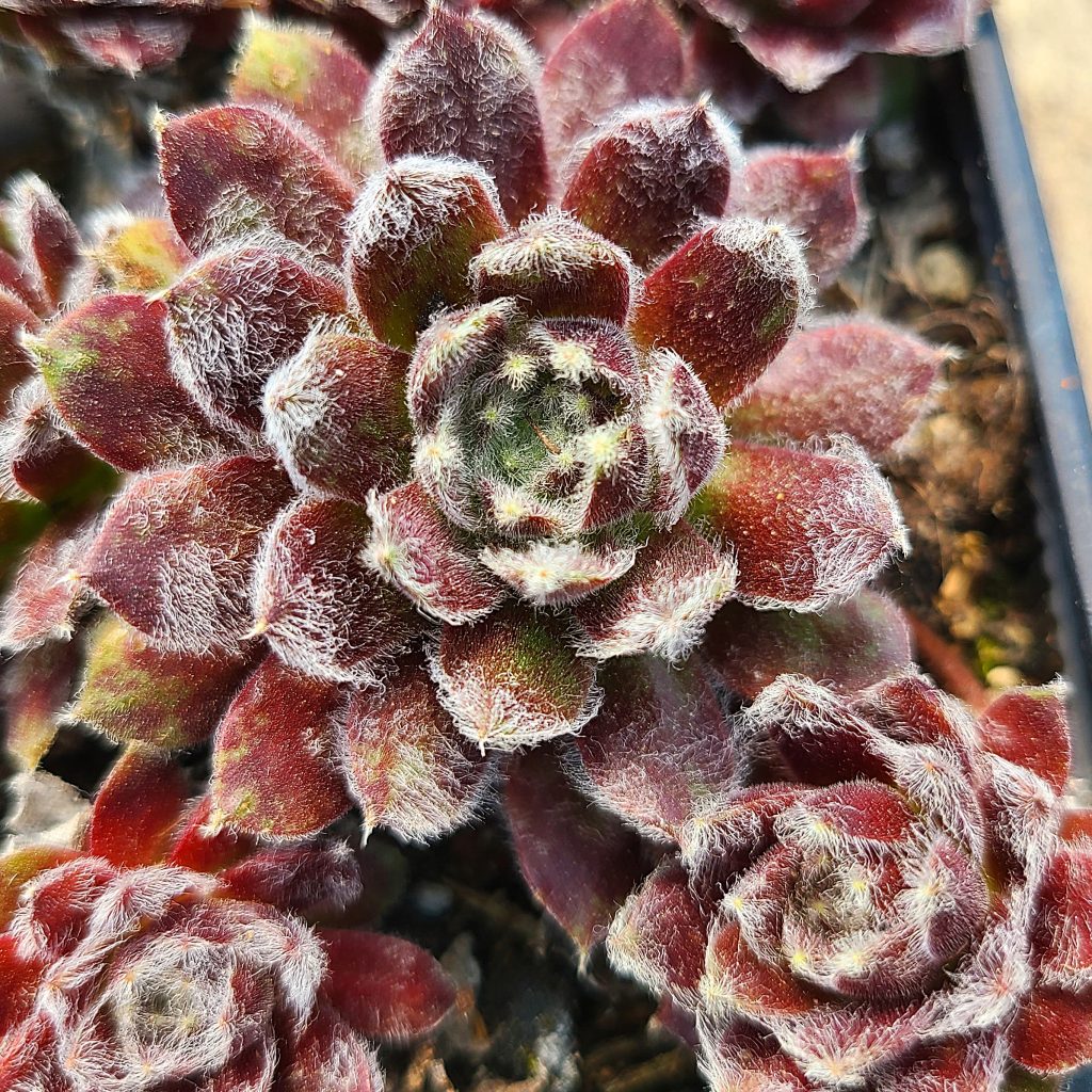 Sempervivum 'Icicle'