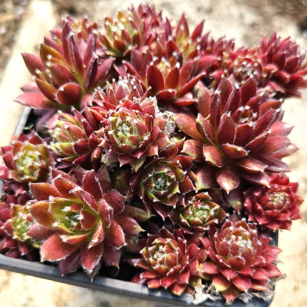 Sempervivum 'Jeanne D'Arc'