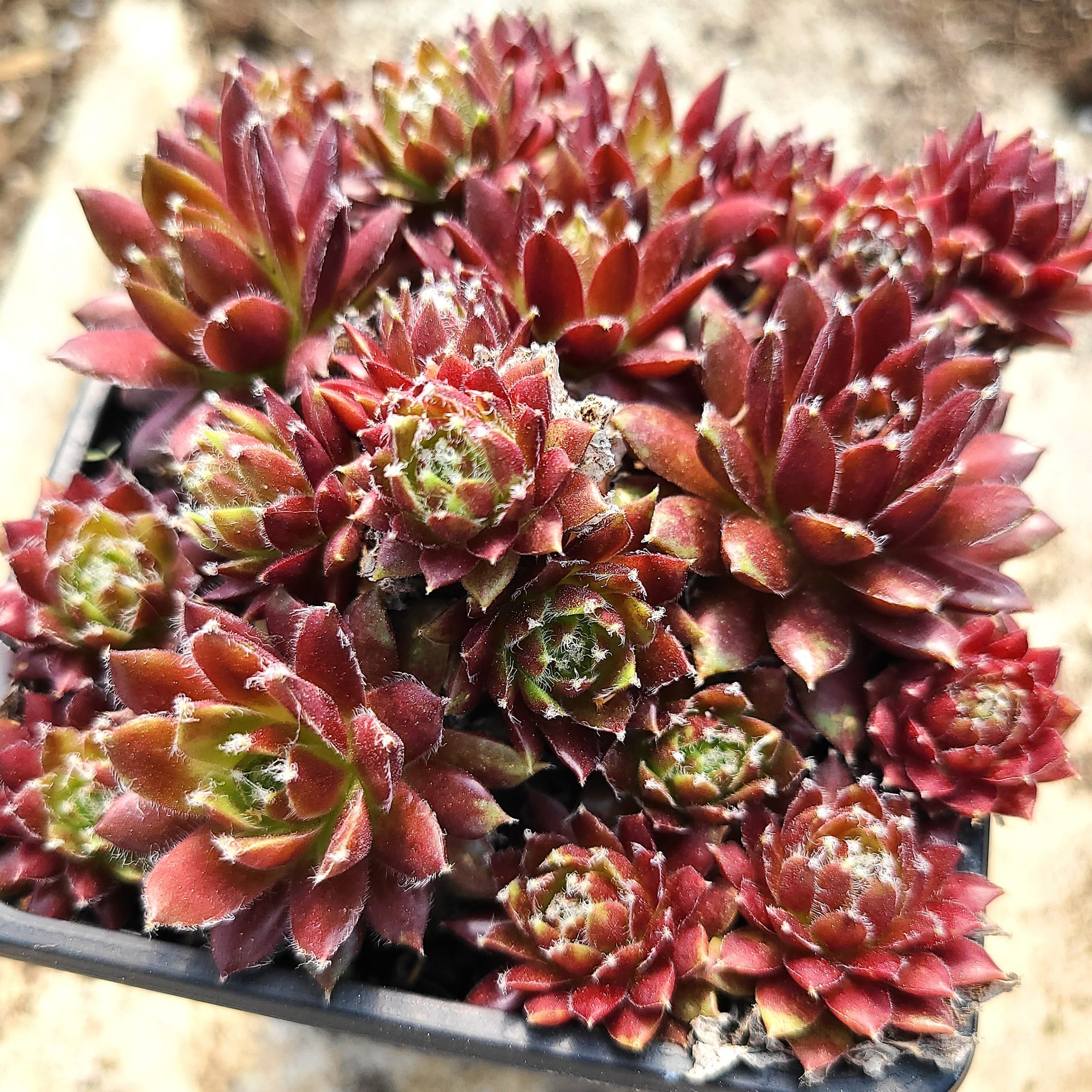 Sempervivum 'Jeanne D'Arc'