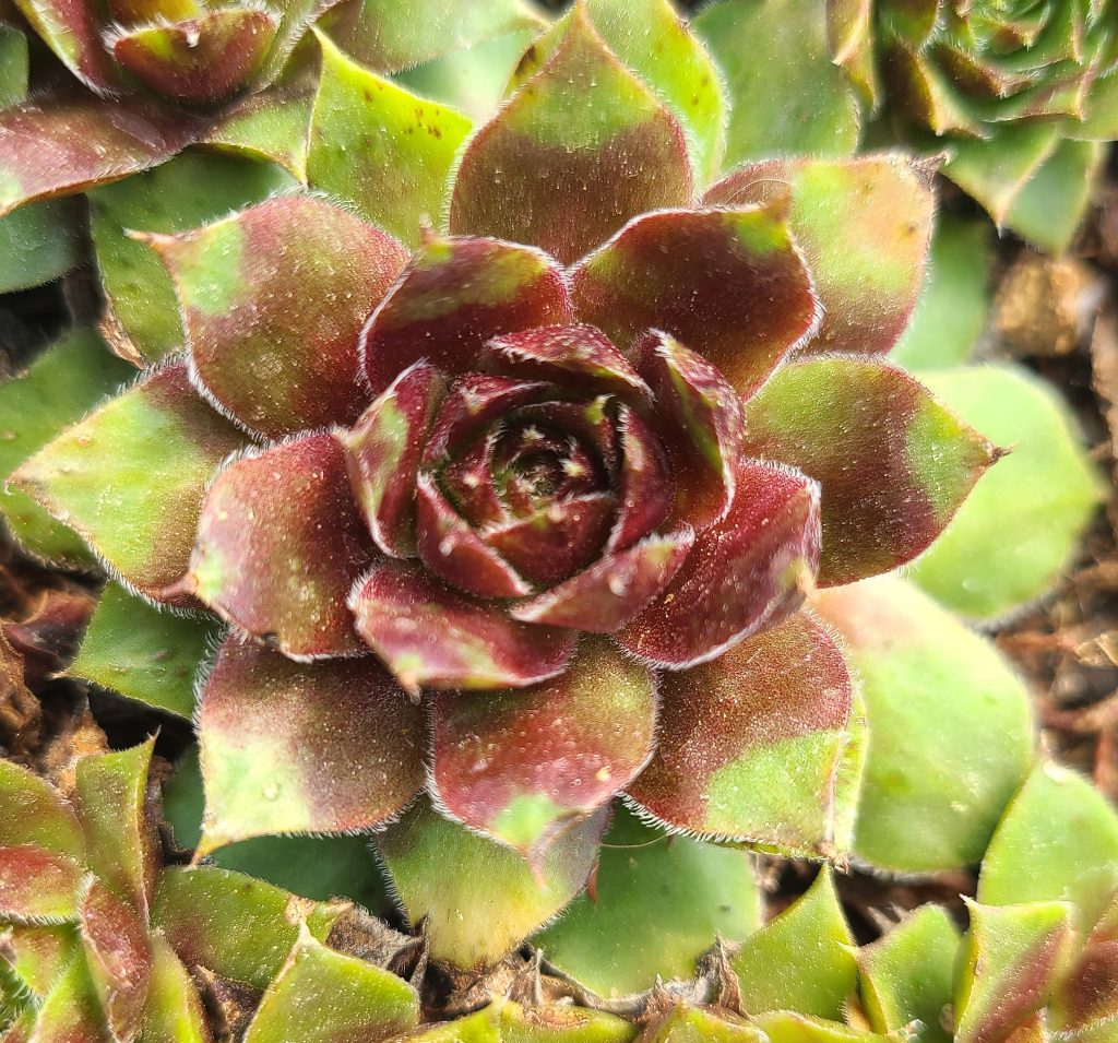 Sempervivum 'Joke'
