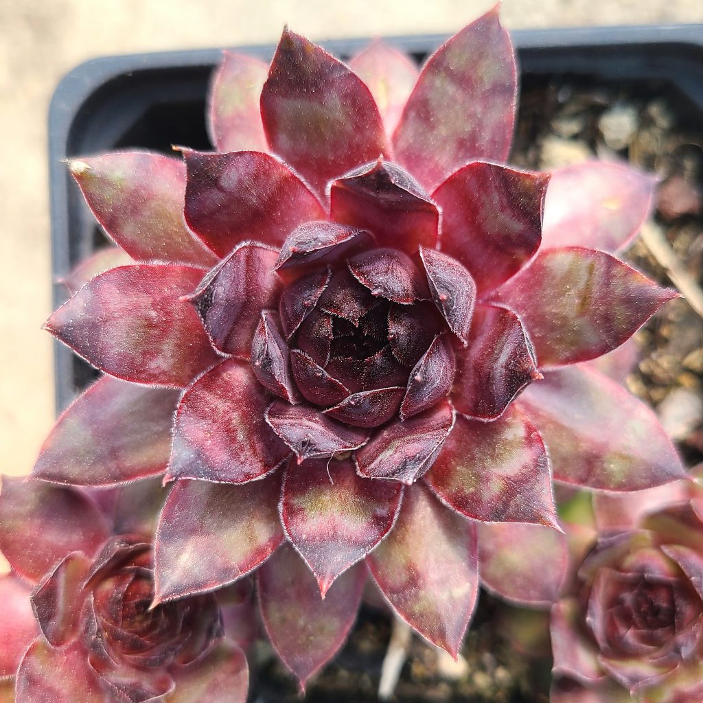 Sempervivum 'Kildare'