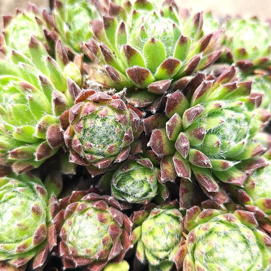 Sempervivum 'Korspel Charm'