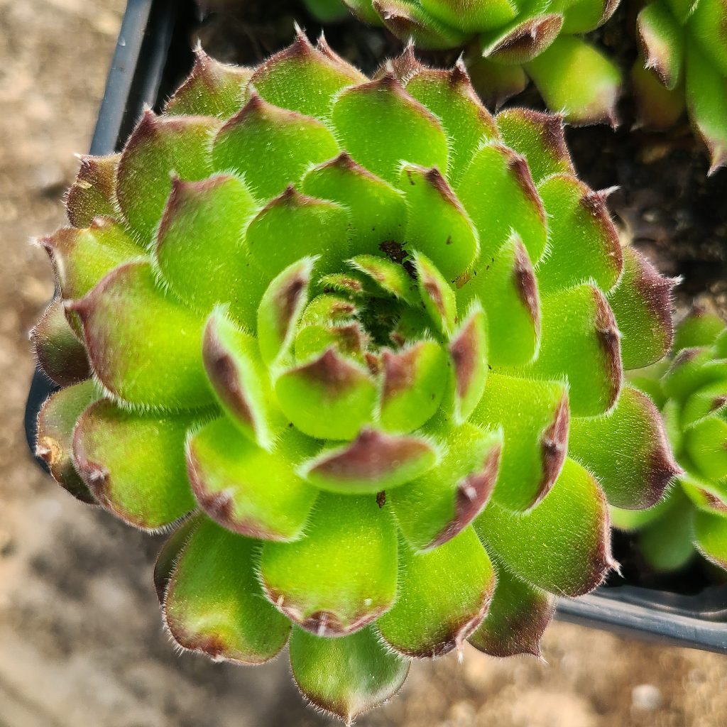 Sempervivum 'Kubi'
