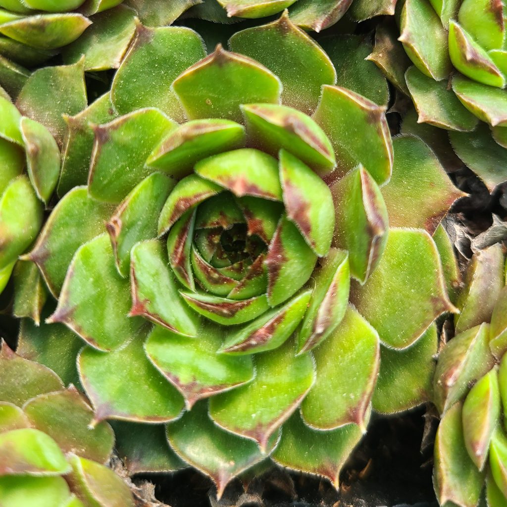 Sempervivum 'Laharpei'