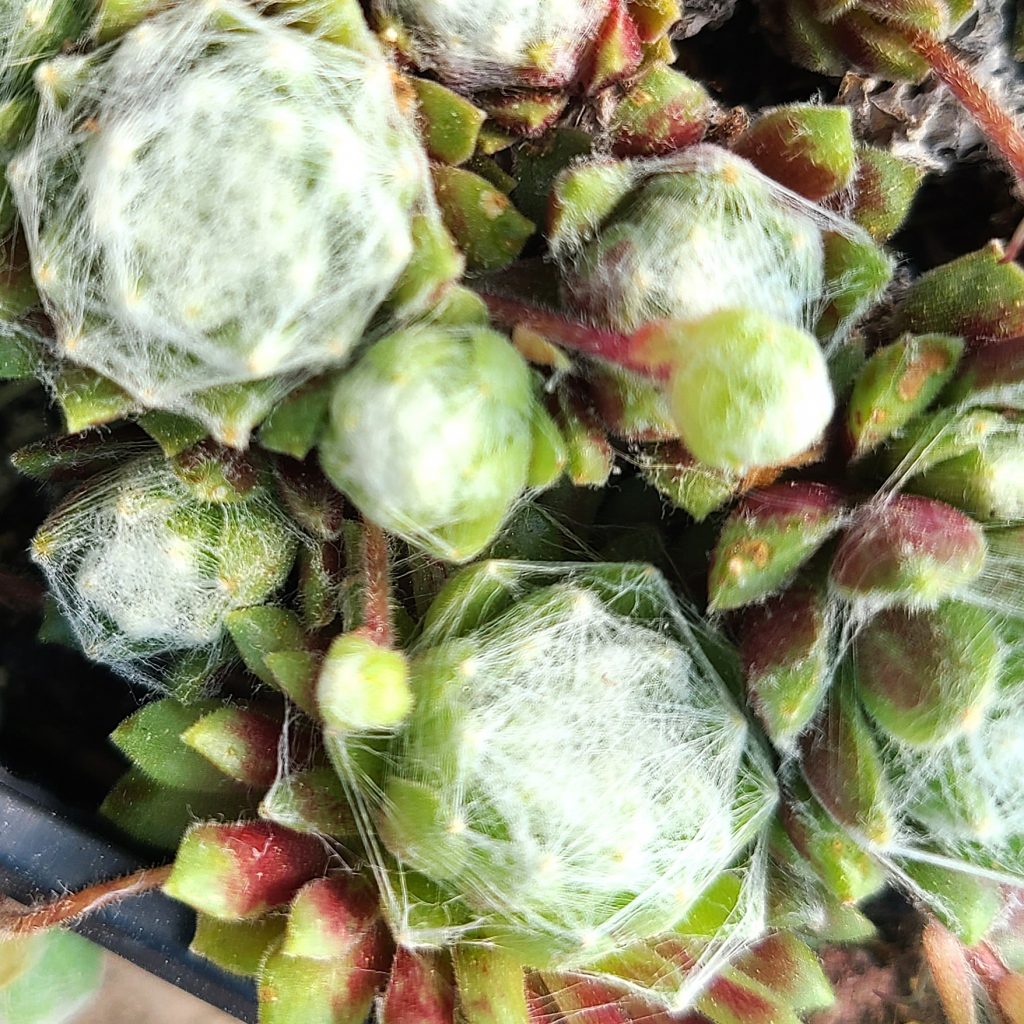 Sempervivum 'Mabella'