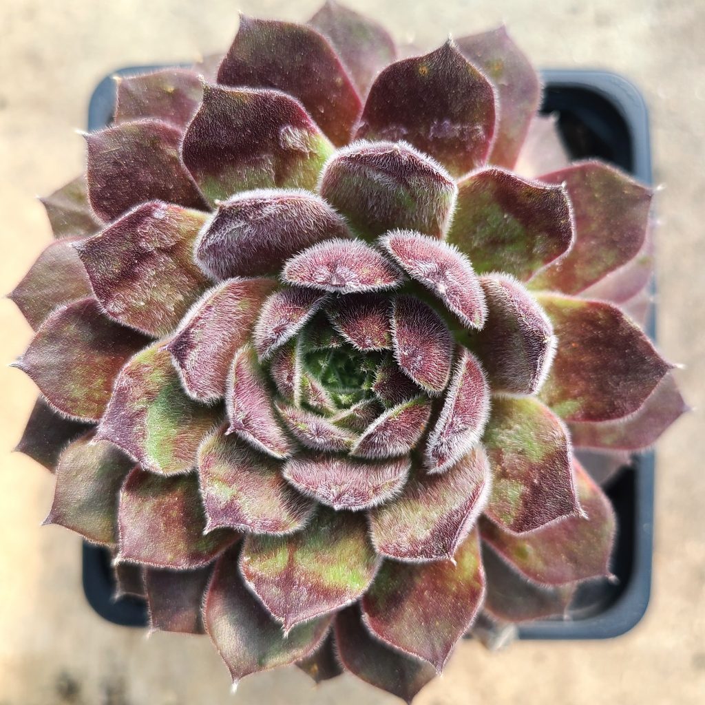 Sempervivum 'Markulinae'