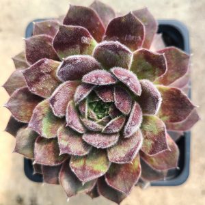 Sempervivum 'Markulinae'