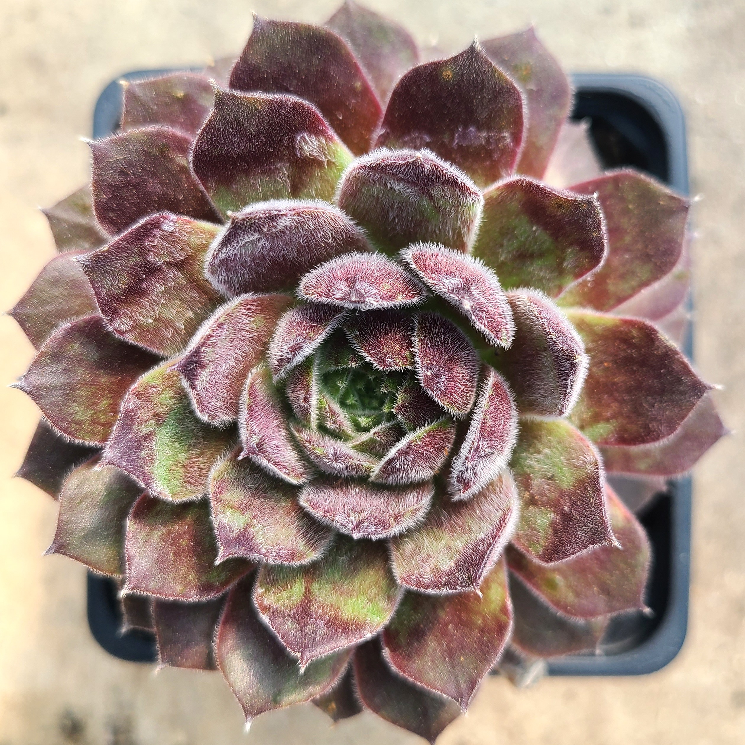 Sempervivum 'Markulinae'