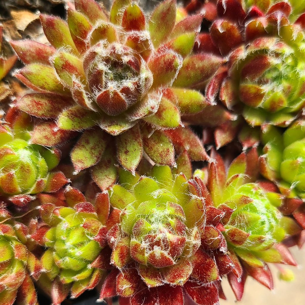 Sempervivum 'Maroon Queen'