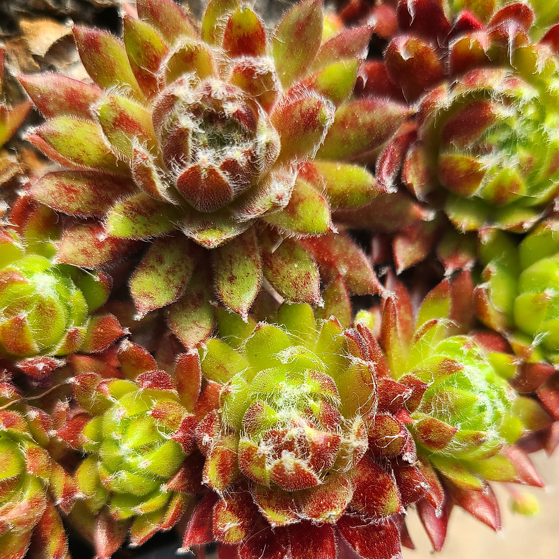 Sempervivum 'Maroon Queen'