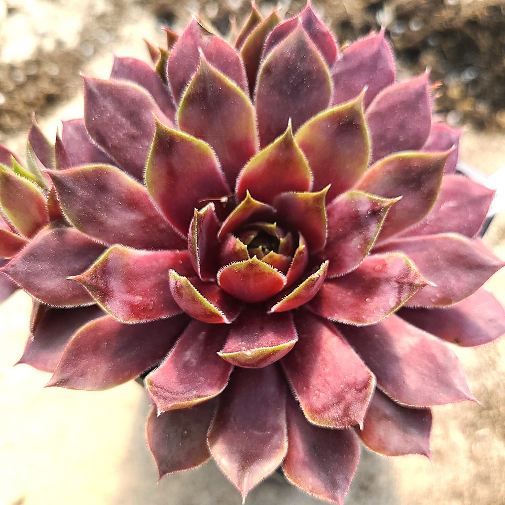 Sempervivum 'Mereonton'