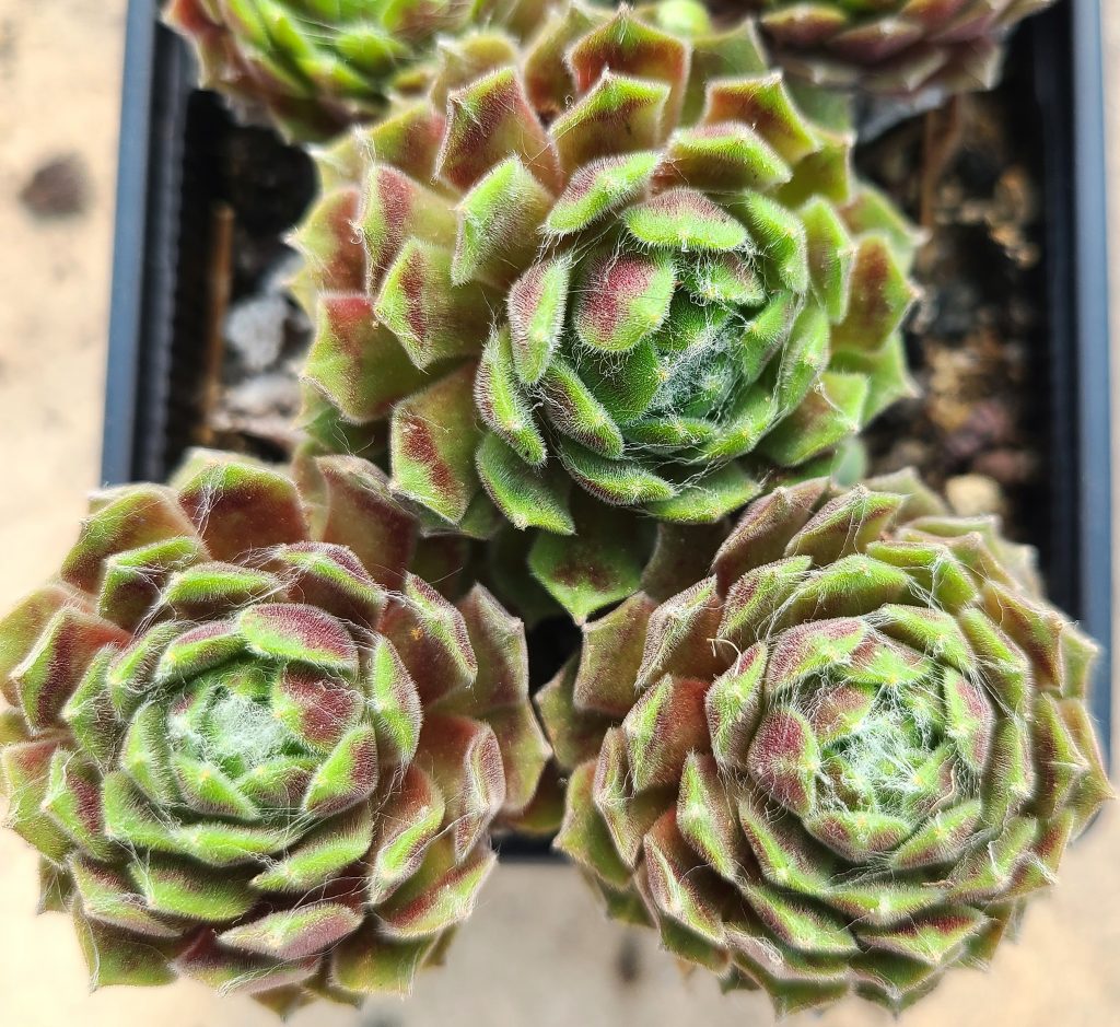 Sempervivum 'Mike'