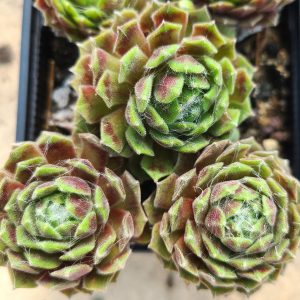 Sempervivum 'Mike'