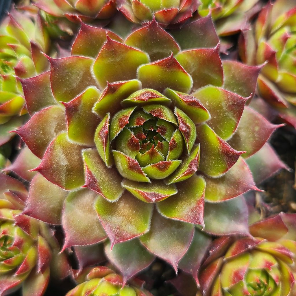Sempervivum 'Modling'