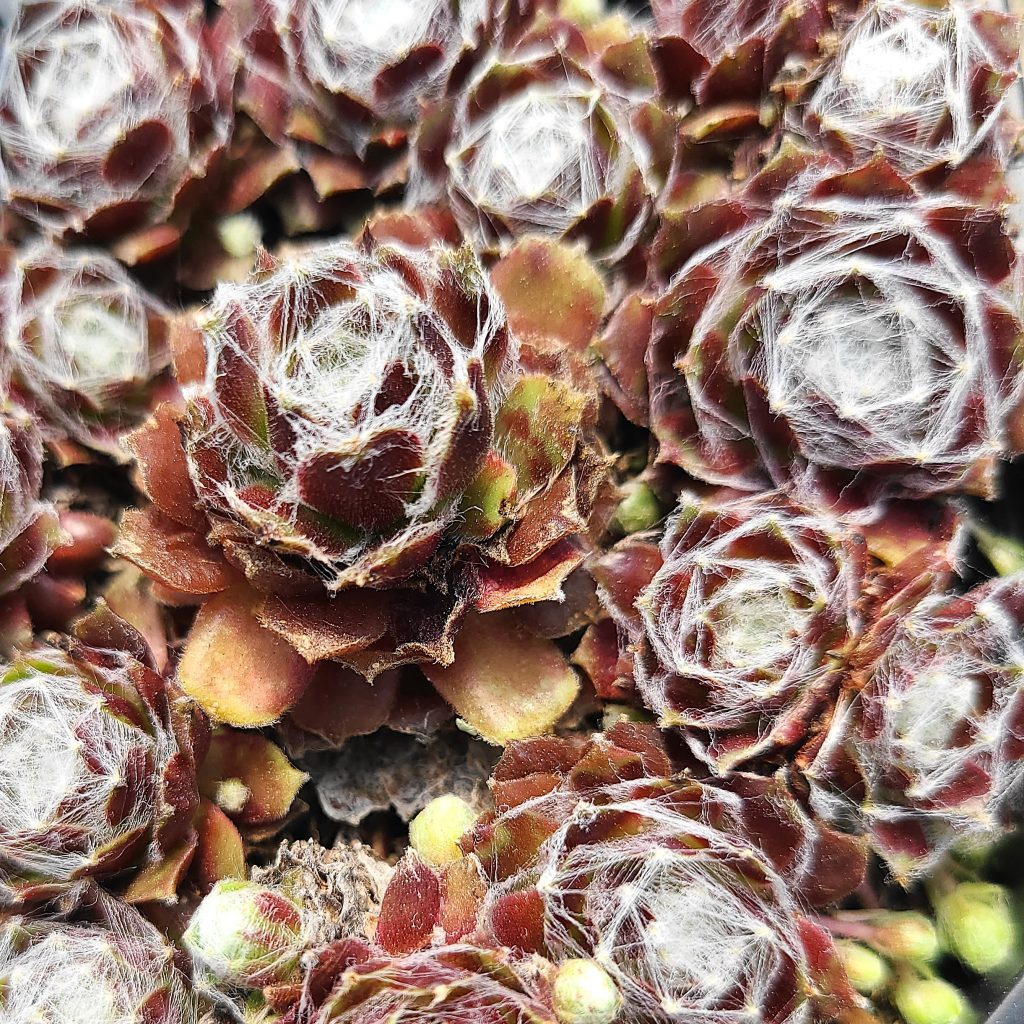 Sempervivum 'Montanum Rubrum'