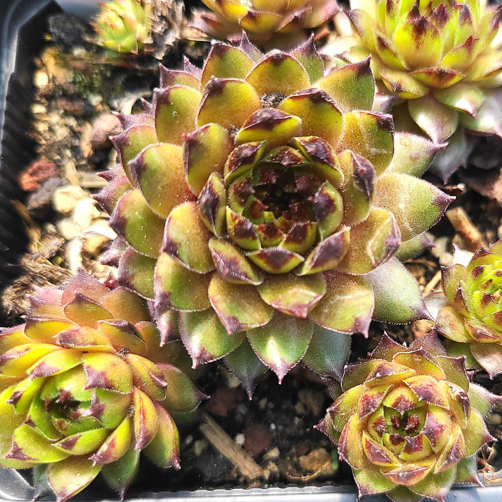 Sempervivum 'Novalis'