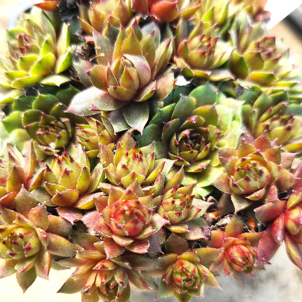 Sempervivum 'Octet'