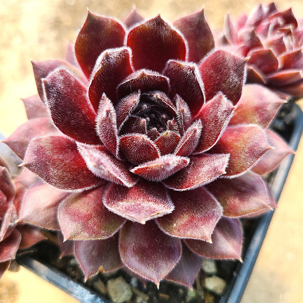 Sempervivum 'Ohio Burgundy'