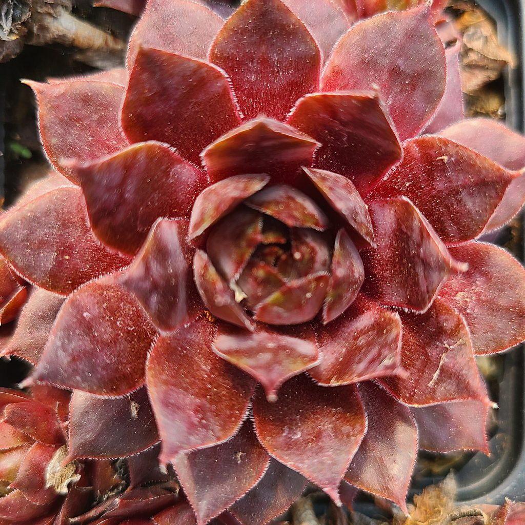 Sempervivum 'Oregon Sky'