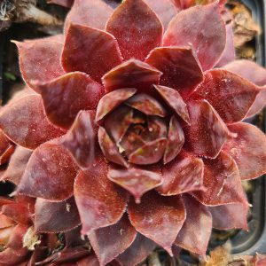 Sempervivum 'Oregon Sky'