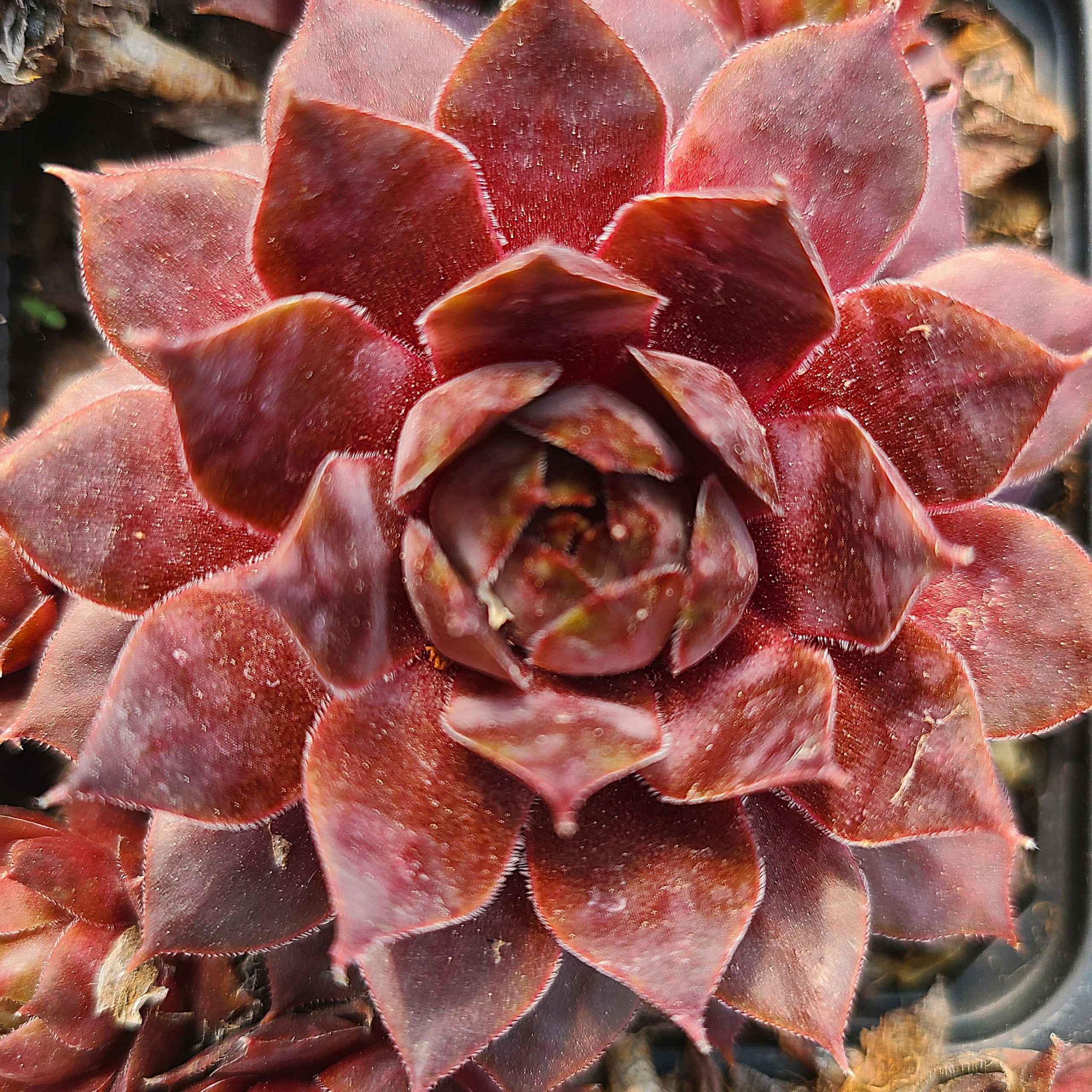 Sempervivum 'Oregon Sky'