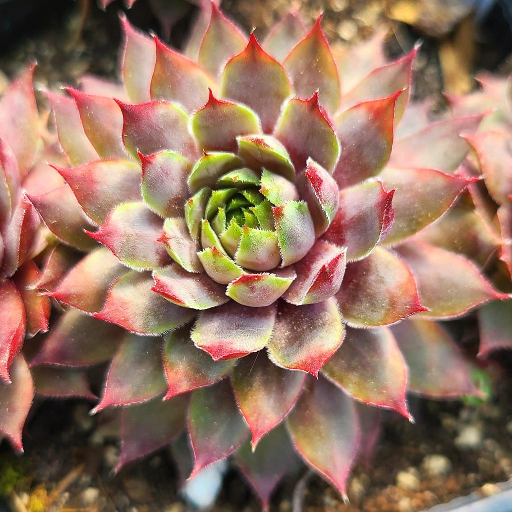 Sempervivum 'Pacific Lassie'
