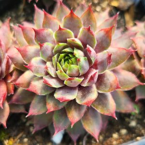 Sempervivum 'Pacific Lassie'