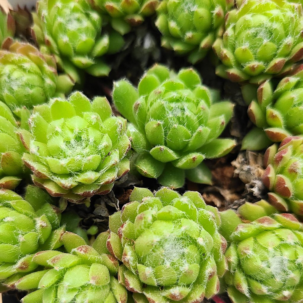 Sempervivum 'Pekinese'