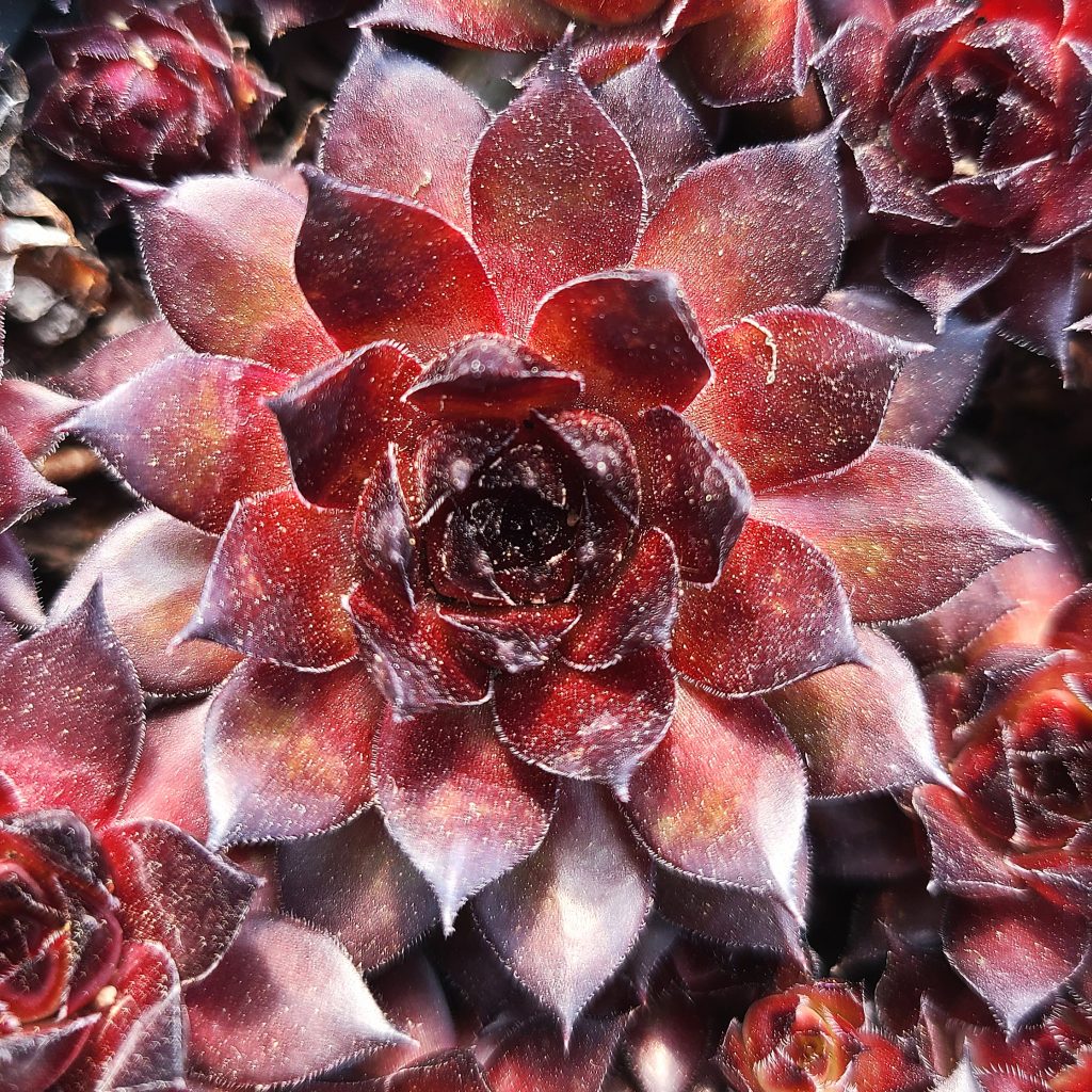 Sempervivum 'Hot Summer'