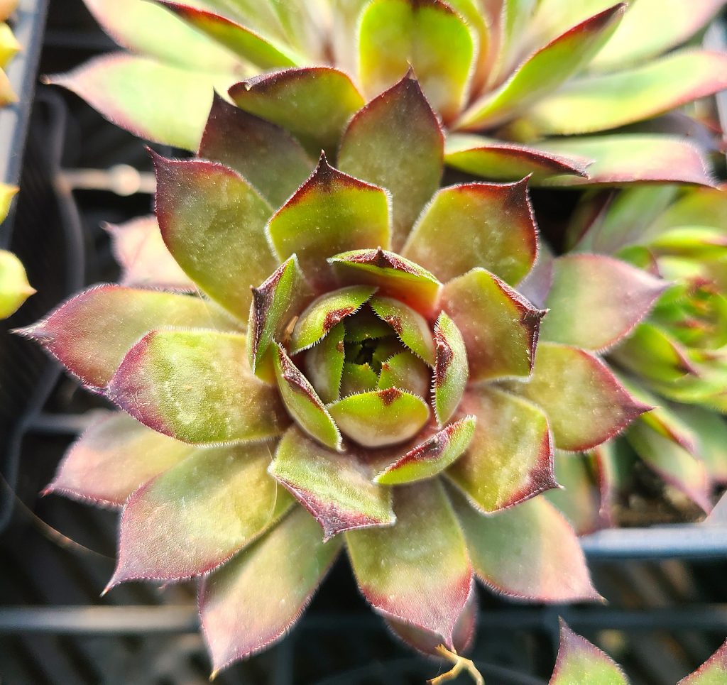 Sempervivum 'Pink Arrow'