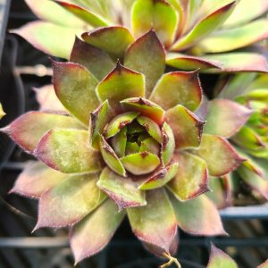 Sempervivum 'Pink Arrow'