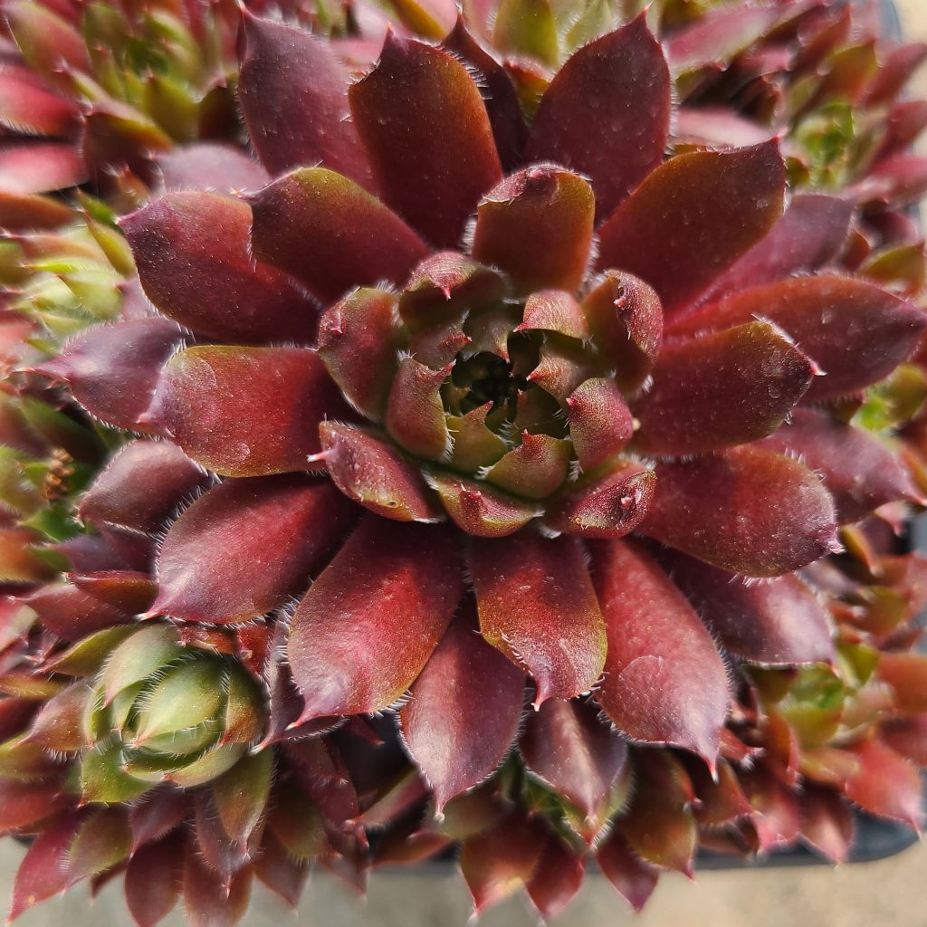 Sempervivum 'Pink Puff'