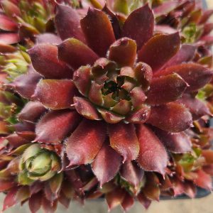 Sempervivum 'Pink Puff'
