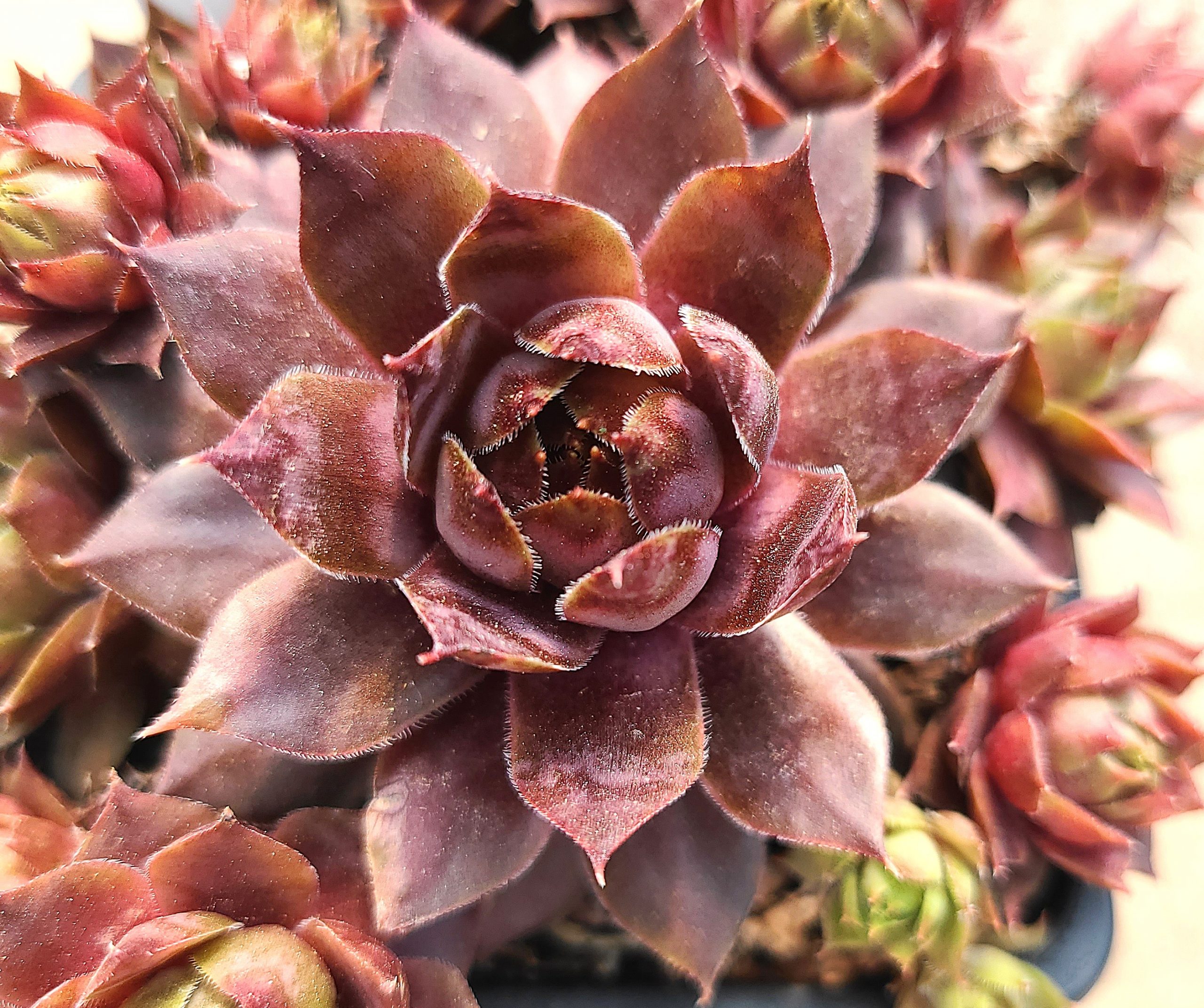 Sempervivum 'Prairie Sunset'