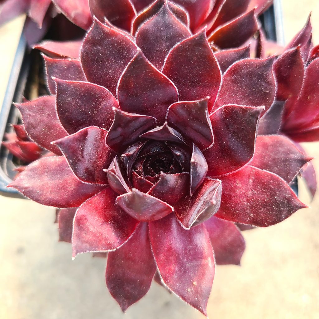 Sempervivum 'Purpurriese'