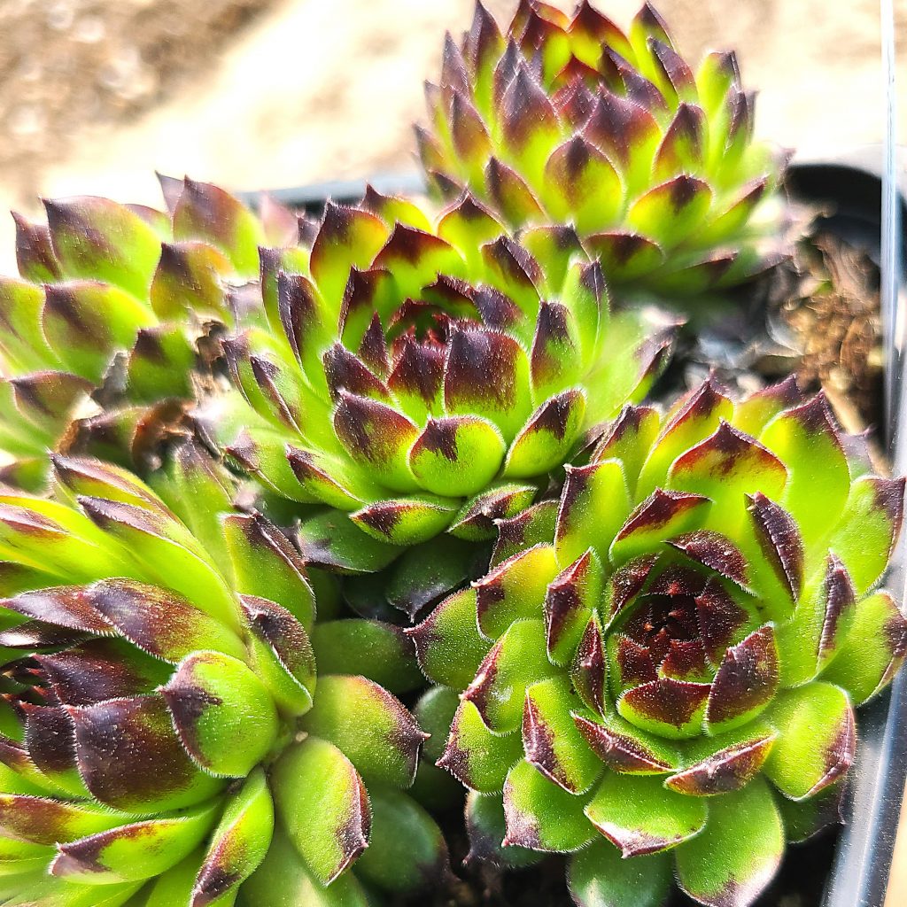 Sempervivum 'Reinhardt'
