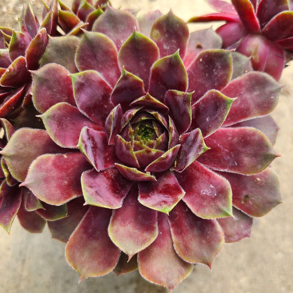 Sempervivum 'Rotmantel'