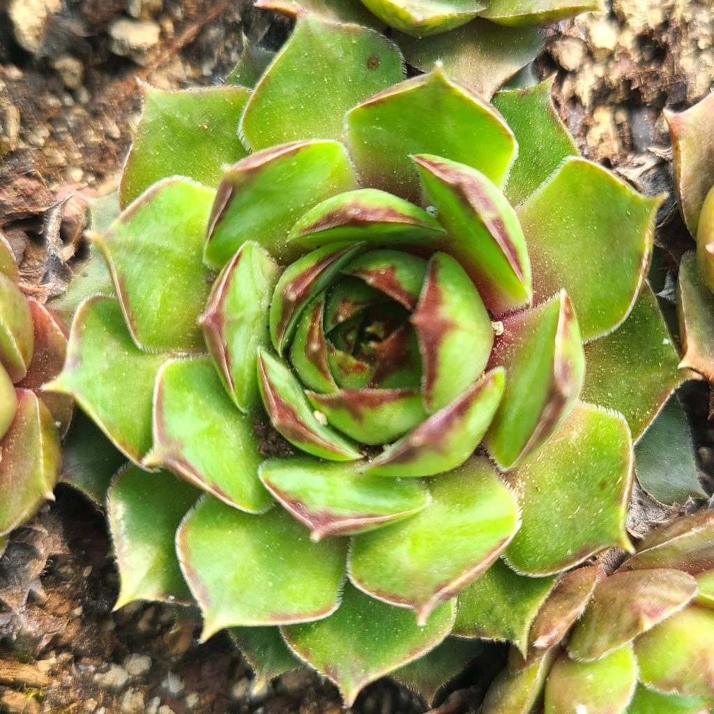 Sempervivum 'Rubens'