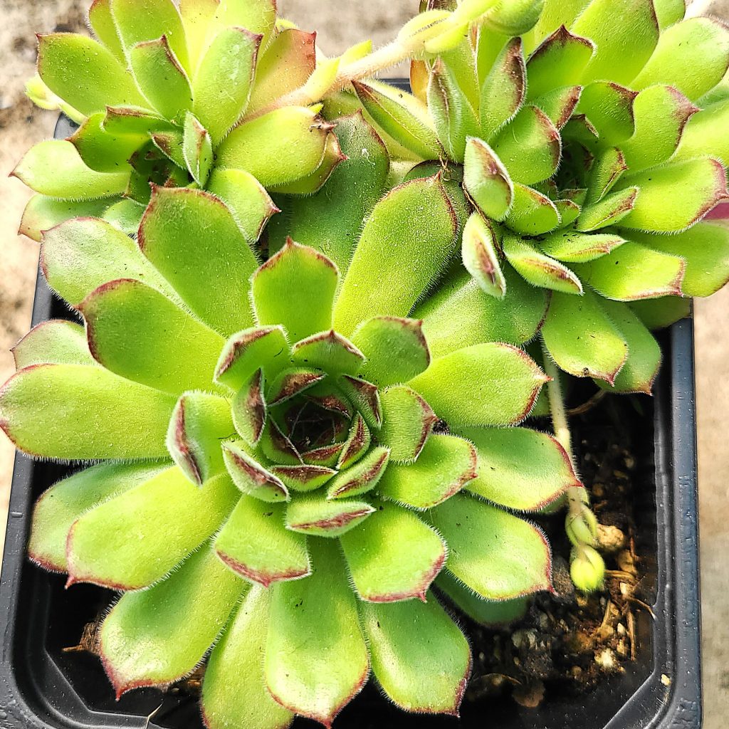 Sempervivum 'Schnitt Spahnii 2'