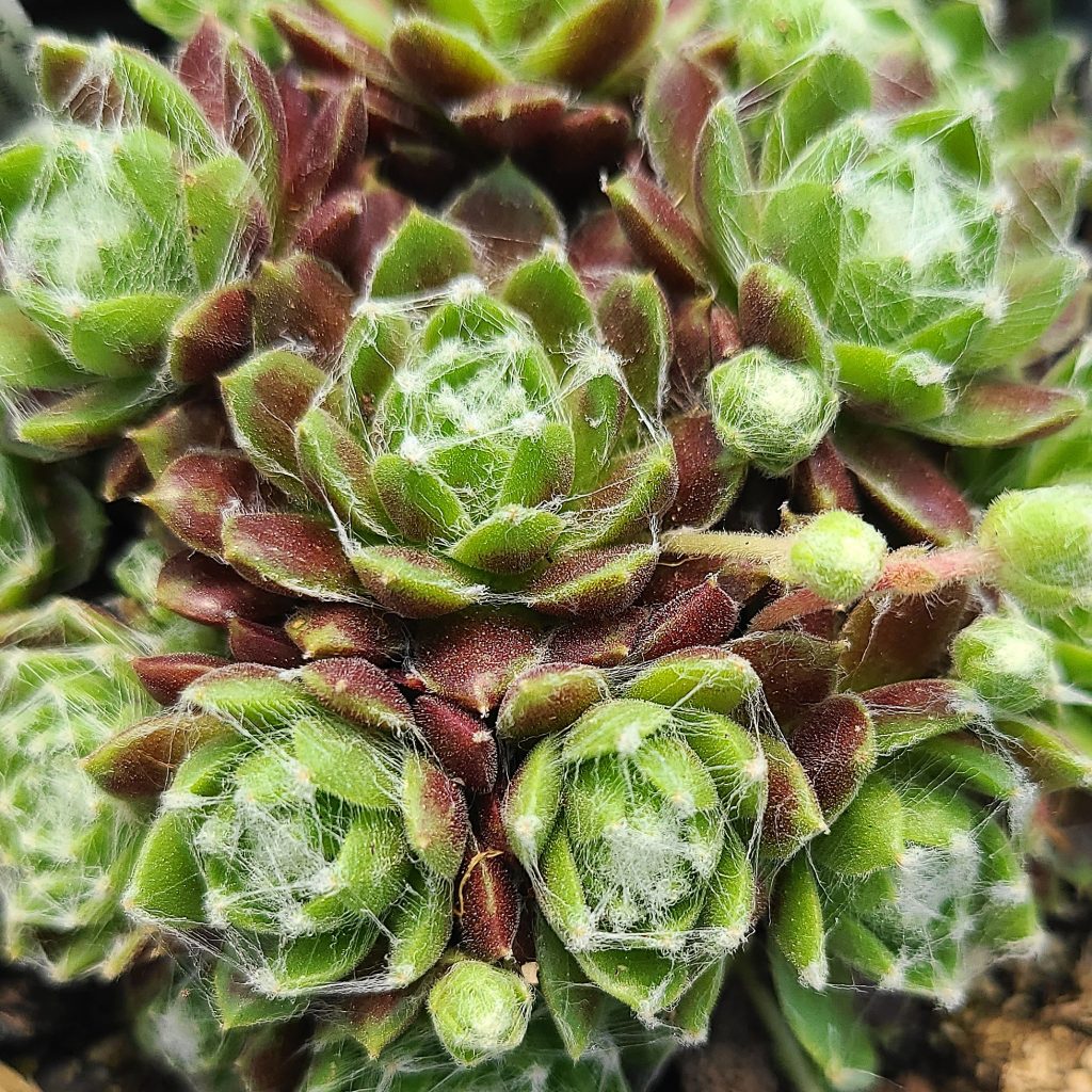 Sempervivum 'Silver Web'