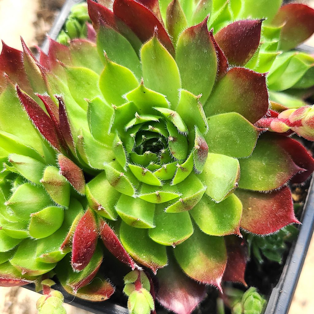 Sempervivum 'Sioux'