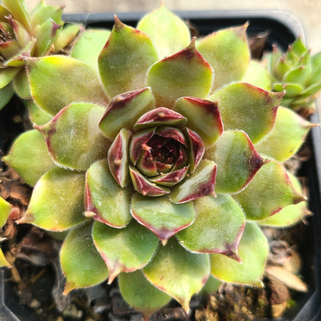 Sempervivum 'Solamith'