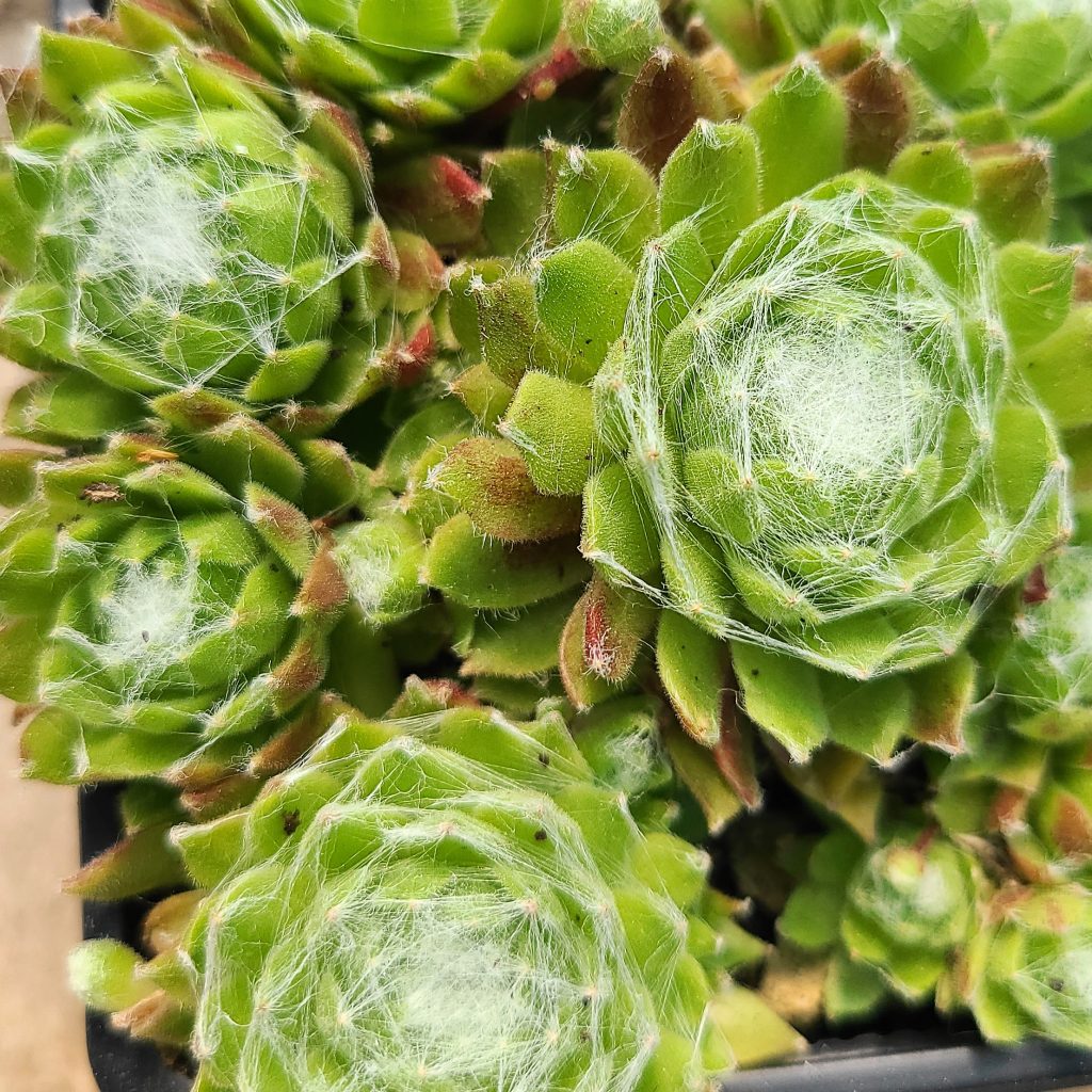 Sempervivum 'Super Dome'